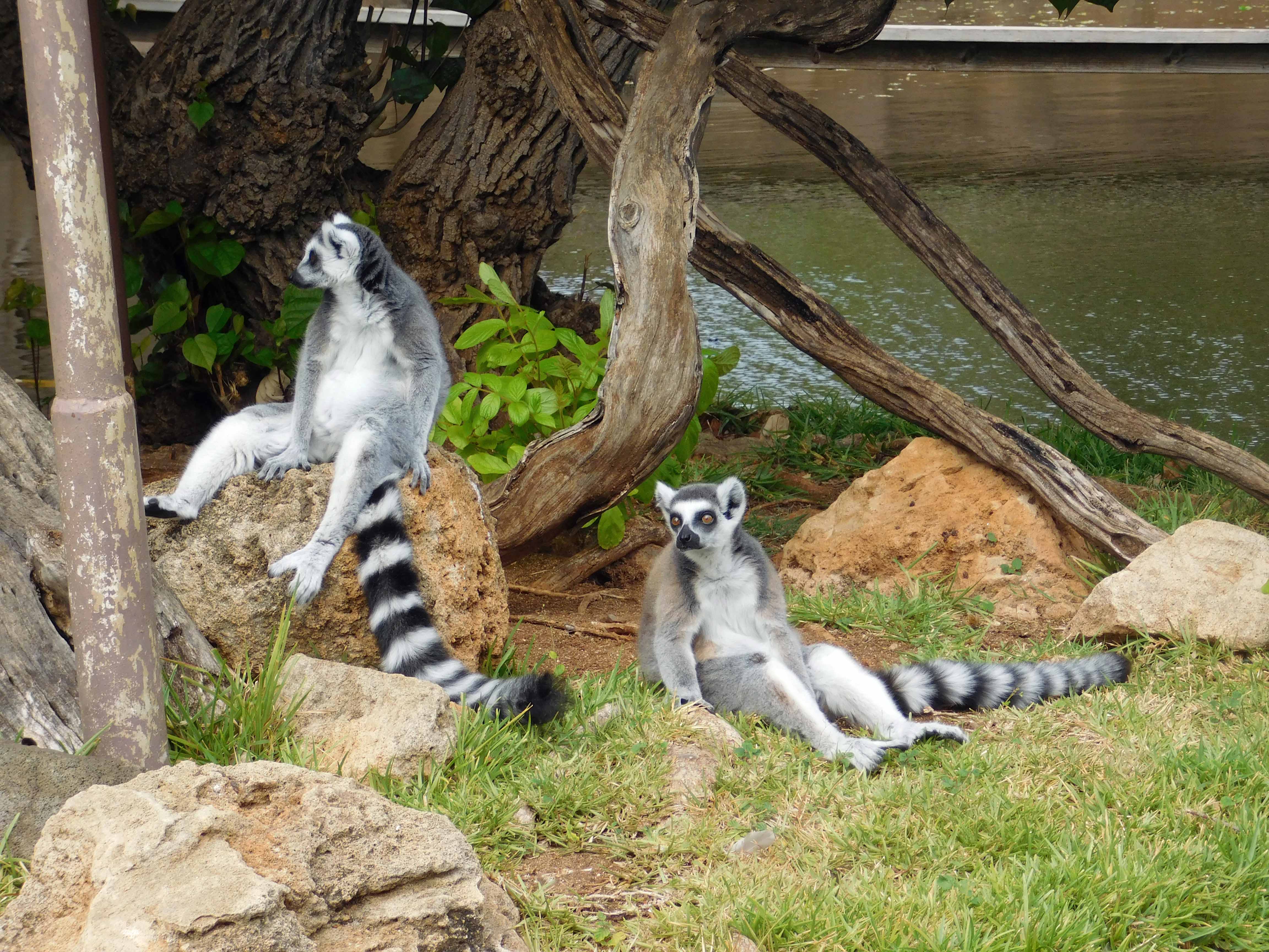 ring-tailed lemurs